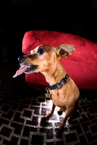Illustration for article titled Shooting Challenge Pets Gallery 4